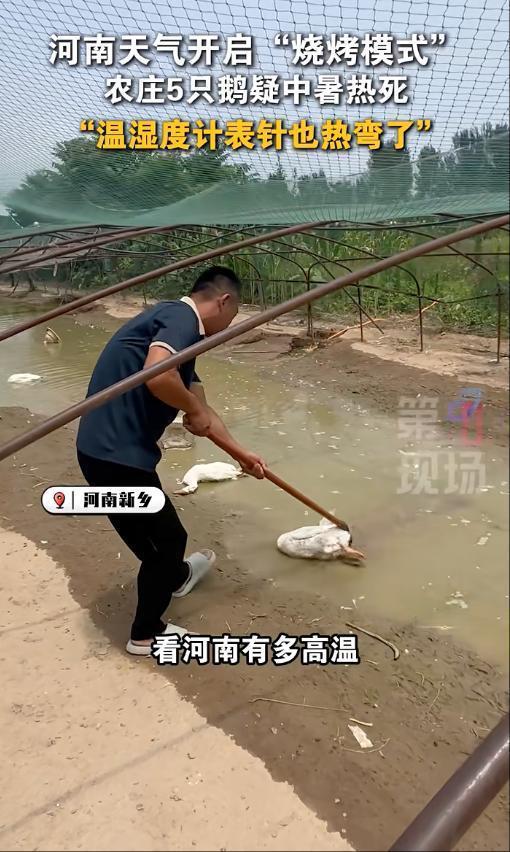 ！养鹅十多年头一次见鹅热死在水里爱游戏(ayx)中国网站442℃(图5)